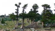 PICTURES/Mount Evans and The Highest Paved Road in N.A - Denver CO/t_Bristlecone Pine10.JPG